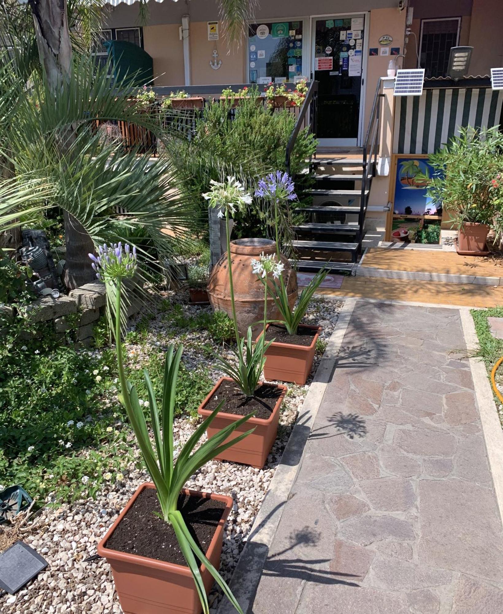 Il Giardino Di Adriana Acomodação com café da manhã Terracina Exterior foto